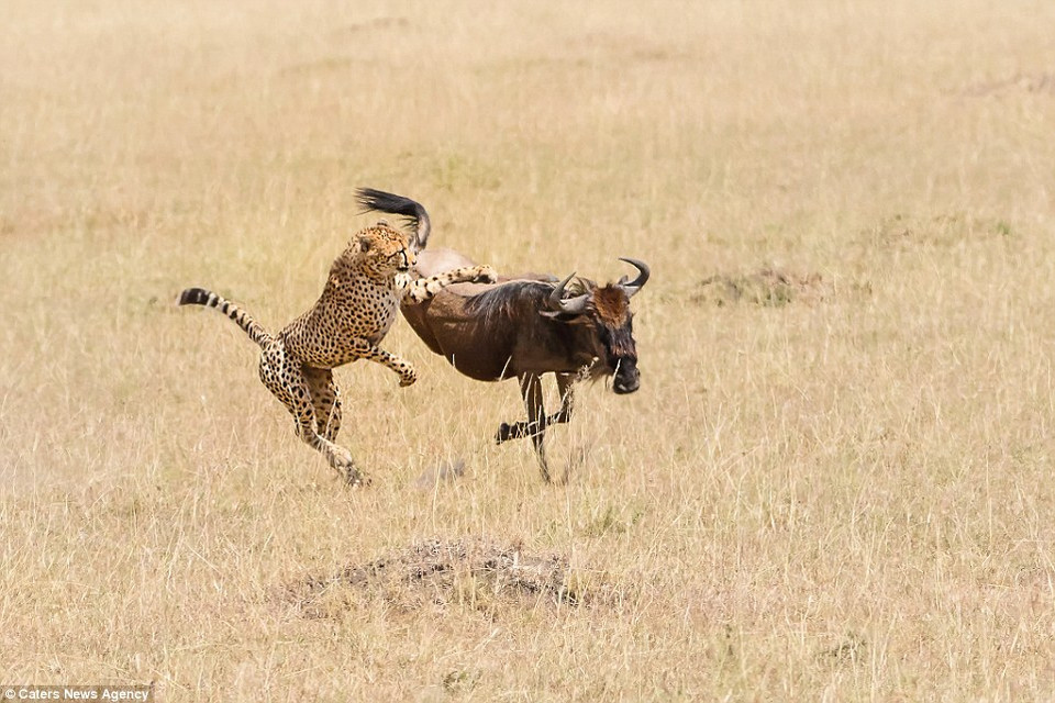 Linh dương đầu bò bất lực trước sức mạnh của báo đốm. (Nguồn: Caters News Agency)