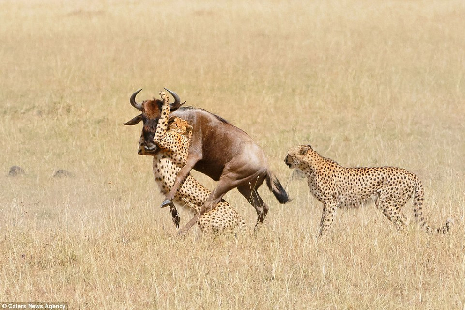 Một con báo đốm khác chạy tới để thưởng thức chiến lợi phẩm. (Nguồn: Caters News Agency)