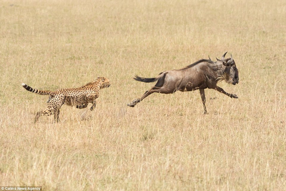 Mục tiêu của chú báo đốm là một con linh dương đầu bò. (Nguồn: Caters News Agency)
