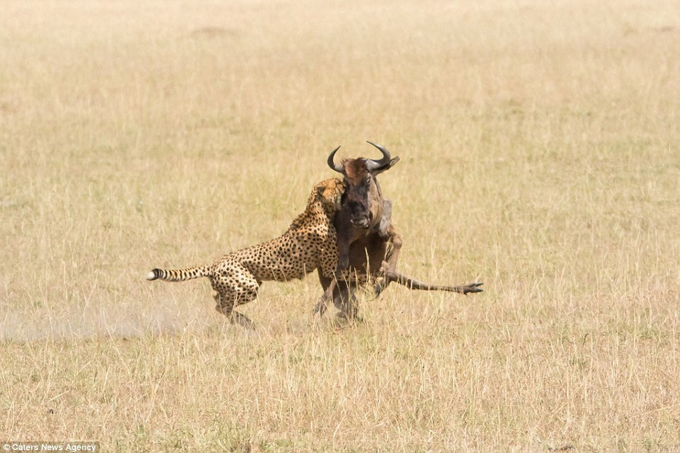 Con báo đốm tung ra nhát cắn chí mạng. (Nguồn: Caters News Agency)