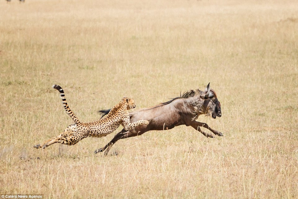 Trong khi đó, dù đã cố gắng hết sức nhưng chú linh dương đầu bò cũng không thể chạy thoát. (Nguồn: Caters News Agency)