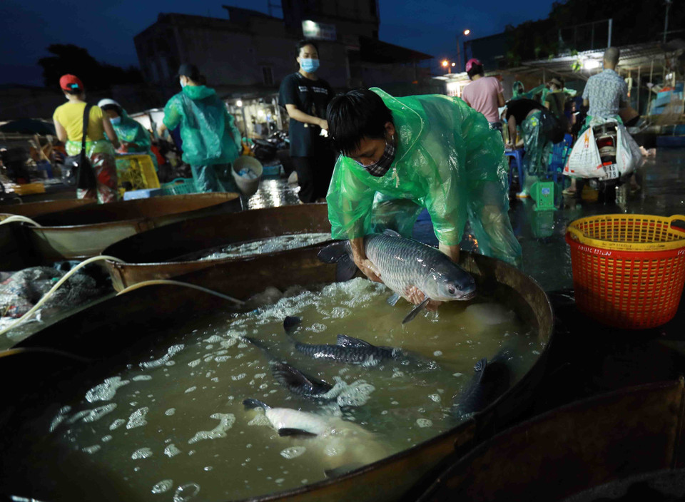 Tiểu thương chọn mua cá luôn giữ khoảng cách an toàn để phòng, chống dịch. (Ảnh: Vũ Sinh/TTXVN)