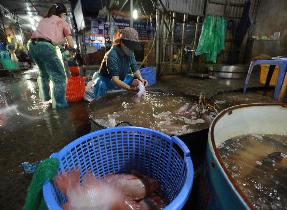 Tiểu thương chọn mua cá luôn giữ khoảng cách an toàn để phòng, chống dịch. (Ảnh: Vũ Sinh/TTXVN)