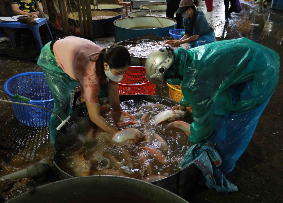Tiểu thương chọn mua cá nước ngọt tại chợ đầu mối cá Sở Thượng. (Ảnh: Vũ Sinh/TTXVN)