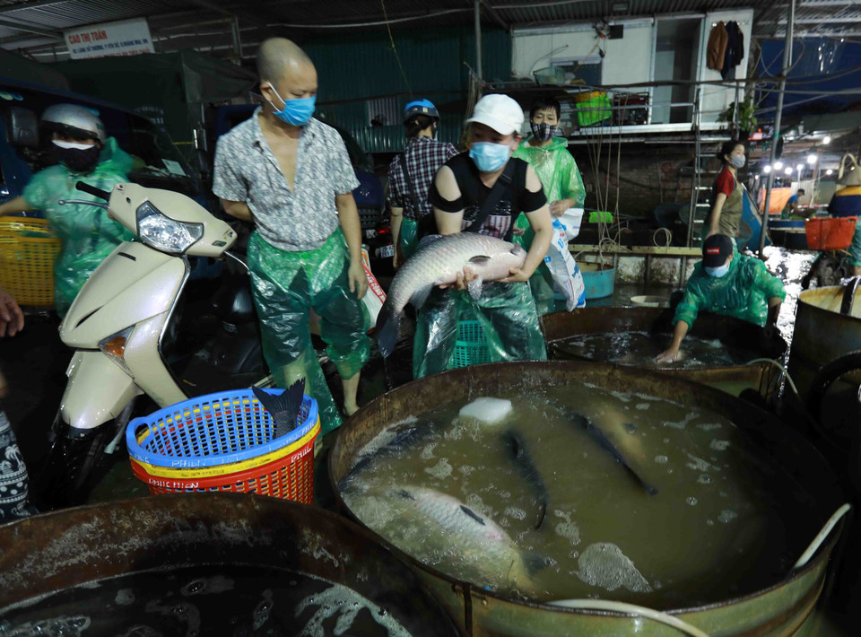 Người dân chọn mua cá nước ngọt tại chợ đầu mối cá Sở Thượng. (Ảnh: Vũ Sinh/TTXVN)