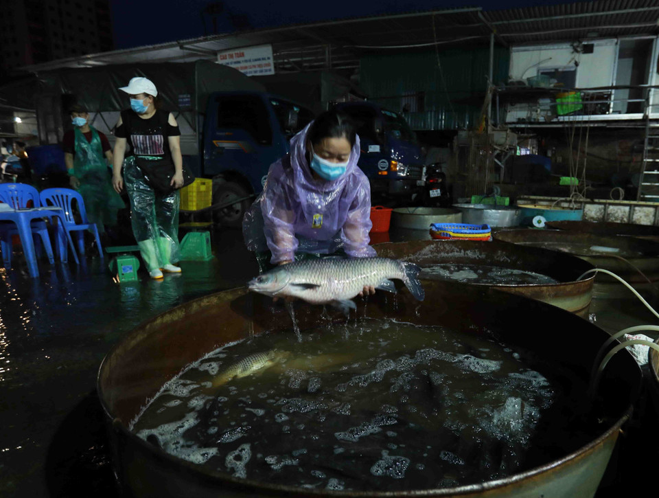 Tiểu thương chọn mua cá nước ngọt tại chợ đầu mối cá Sở Thượng. (Ảnh: Vũ Sinh/TTXVN)