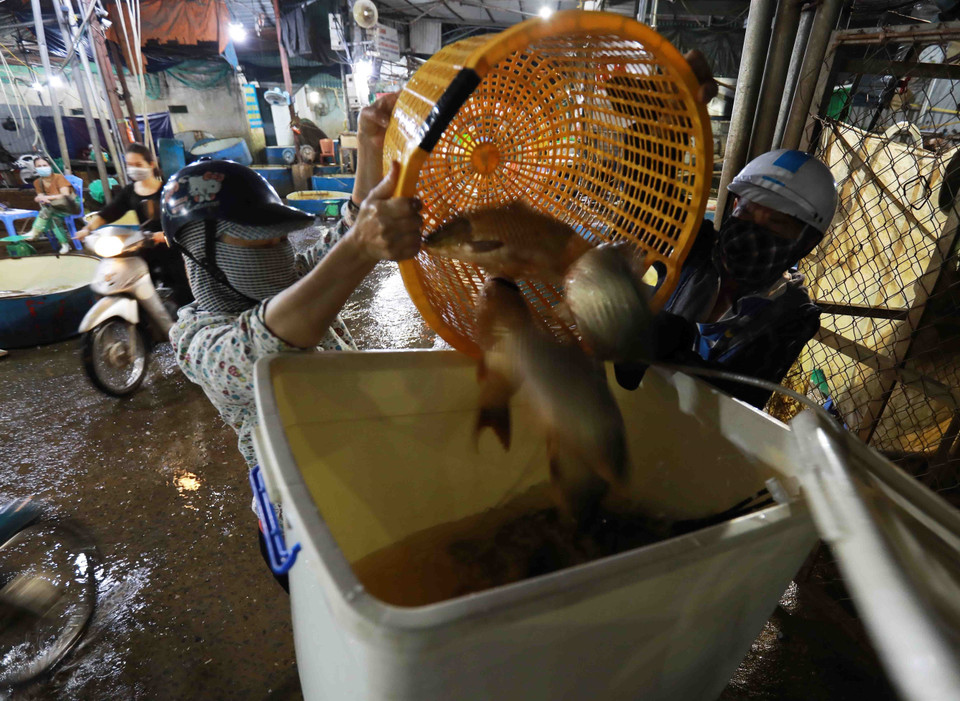 Tiểu thương chọn mua cá nước ngọt tại chợ đầu mối cá Sở Thượng. (Ảnh: Vũ Sinh/TTXVN)