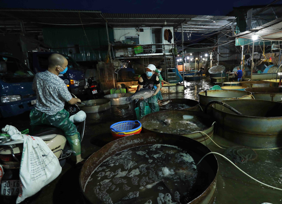 Người dân chọn mua cá nước ngọt tại chợ đầu mối cá Sở Thượng. (Ảnh: Vũ Sinh/TTXVN)