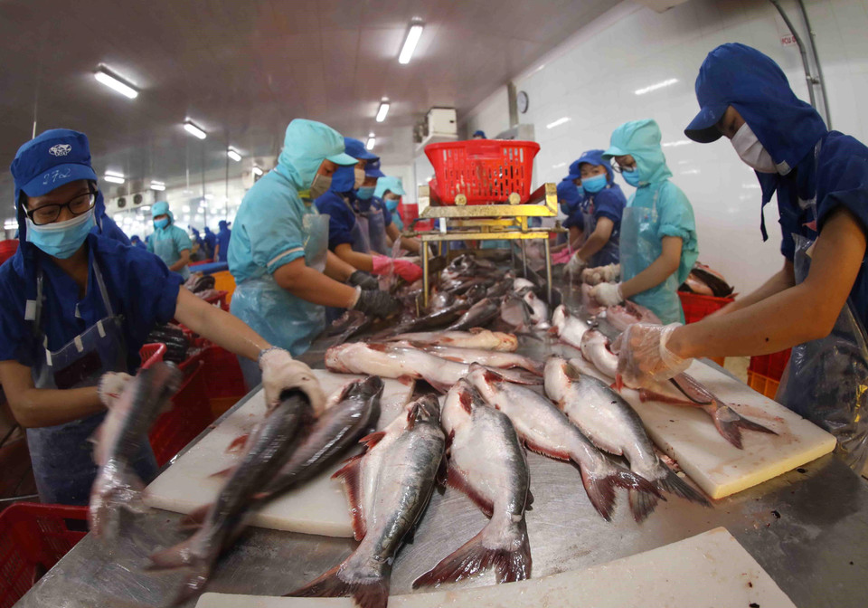 Chế biến cá tra nguyên con xuất khẩu tại nhà máy chế biến thủy sản của Tập đoàn Sao Mai (An Giang). (Ảnh: Vũ Sinh/TTXVN)