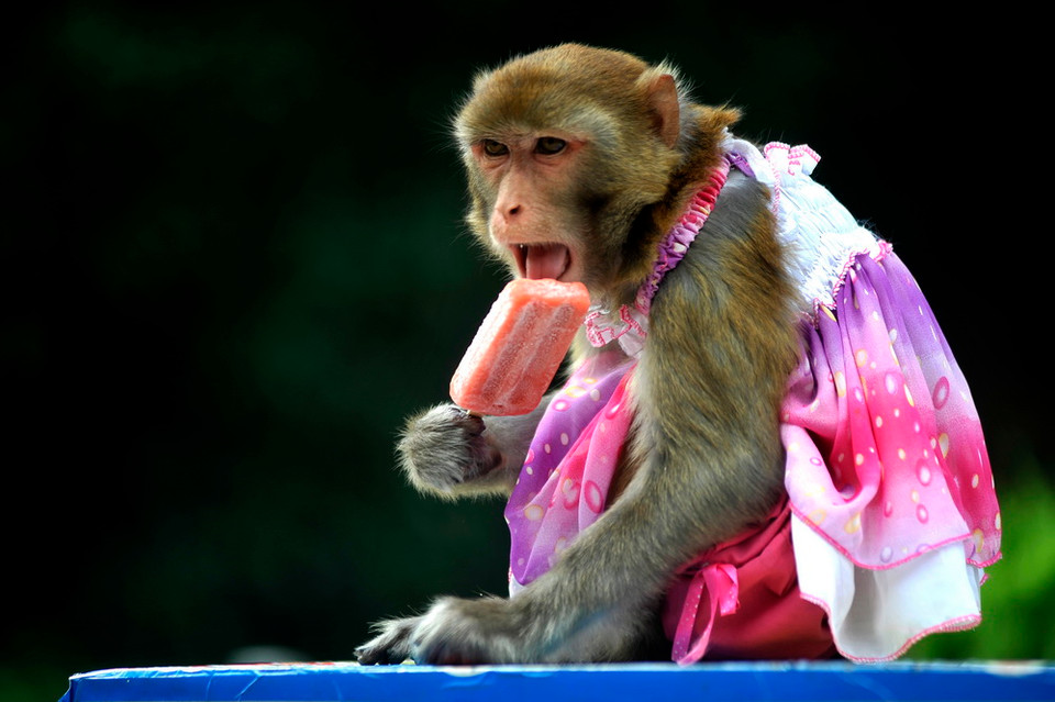 Con khỉ điệu đà ăn kem vì quá nóng tại thành phố Thanh Đảo, phía Đông tỉnh Sơn Đông của Trung Quốc. (Nguồn: EPA)