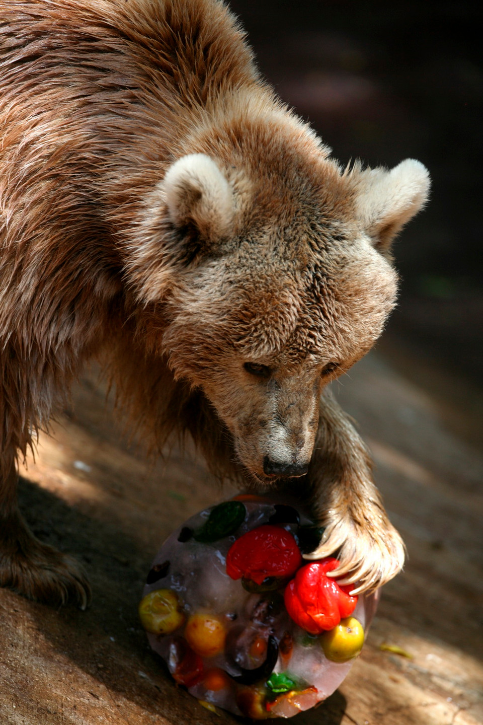 Một chú gấu nếm một quả cầu băng chứa đầy hoa quả đông lạnh. (Nguồn: EPA)