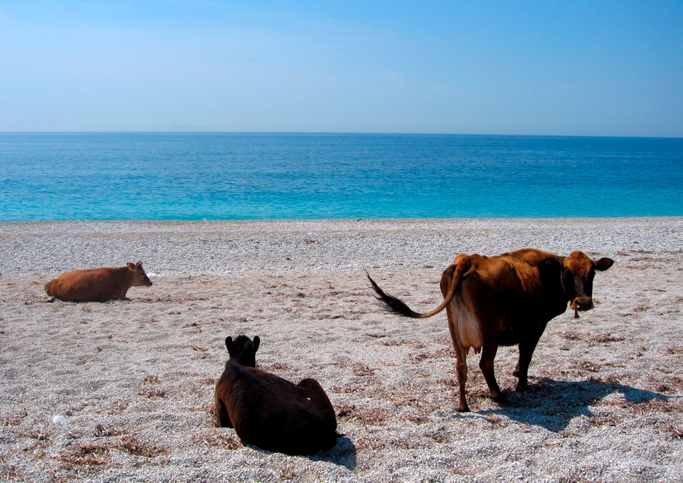 Những chú bò tại Albania đã phải rủ nhau ra tận bãi biển để hóng mát. (Nguồn: EPA)