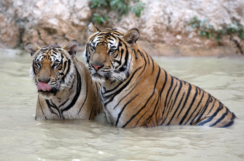 Những chú hổ tại Đền Hổ, Thái Lan vẫn không mất đi vẻ oai vệ khi xuống nước chơi đùa vì nắng nóng. (Nguồn: EPA)
