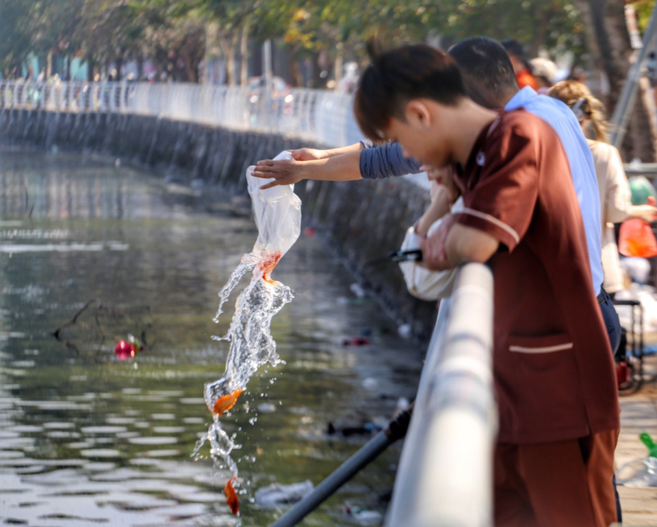  Trong ngày này, cá chép là vật cúng không thể thiếu bởi nhiều người tin rằng, Táo quân sẽ cưỡi cá chép bay về trời để báo cáo về chuyện làm ăn, cư xử của gia đình trong năm vừa qua. (Ảnh: Tuấn Đức/TTXVN) 