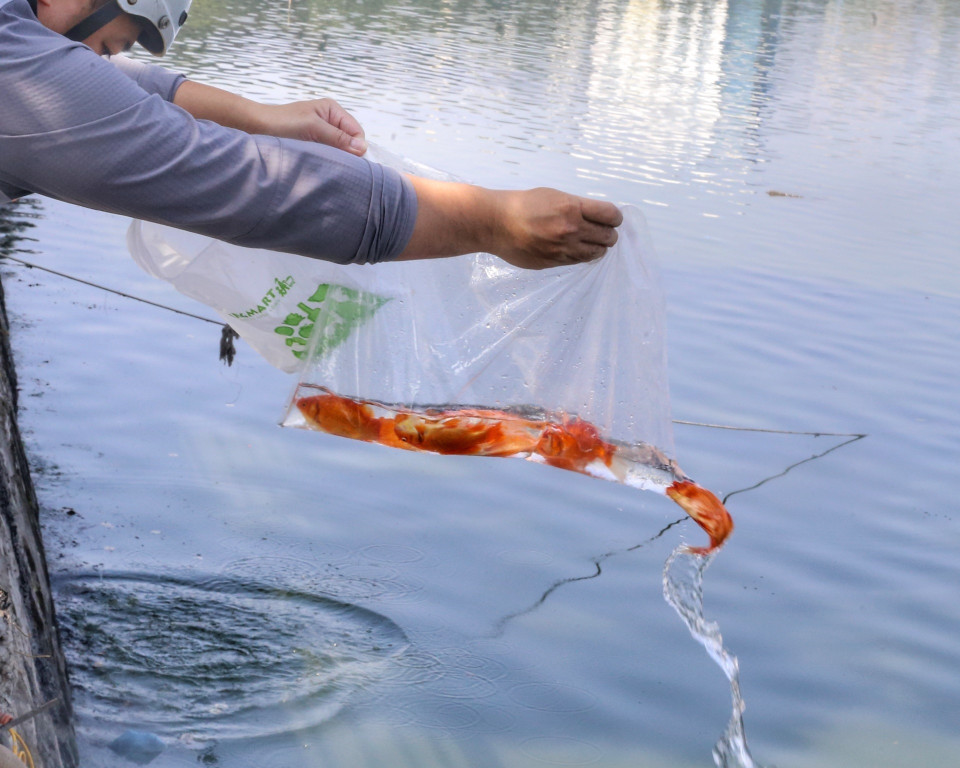 Nhiều người tin rằng Táo quân sẽ cưỡi cá chép bay về trời để báo cáo về chuyện làm ăn, cư xử của gia đình trong năm vừa qua. (Ảnh: Tuấn Đức/TTXVN)