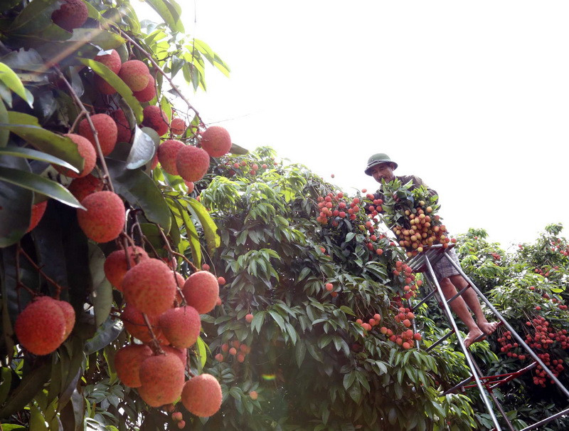 Thu hoạch vải chín sớm tại hộ nông dân Vũ Hữu Quyết, xã Thanh Bính. (Ảnh: Vũ Sinh/TTXVN)