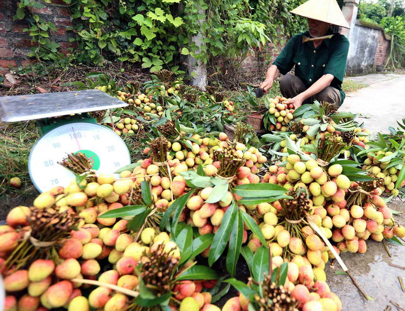 Thu hoạch vải chín sớm tại hộ nông dân Quách Văn Đính, xã Thanh Xá. (Ảnh: Vũ Sinh/TTXVN)