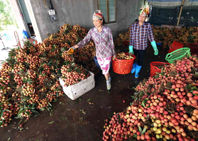 Sơ chế vải thiều trước khi đi tiêu thụ tại một cơ sở kinh doanh ở xã Thanh Bính. (Ảnh: Vũ Sinh/TTXVN)