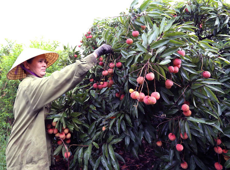 Thu hoạch vải chín sớm tại hộ nông dân Quách Văn Đính, xã Thanh Xá. (Ảnh: Vũ Sinh/TTXVN)