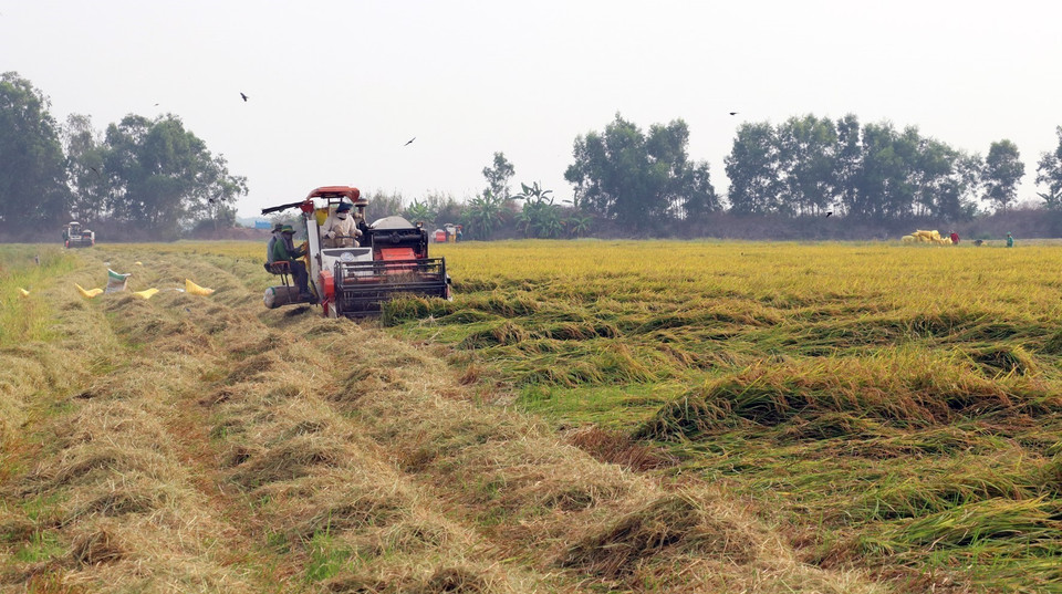 Thu hoạch lúa Đông Xuân ở xã Phú Mỹ, huyện Giang Thành (Kiên Giang). (Ảnh: TTXVN)