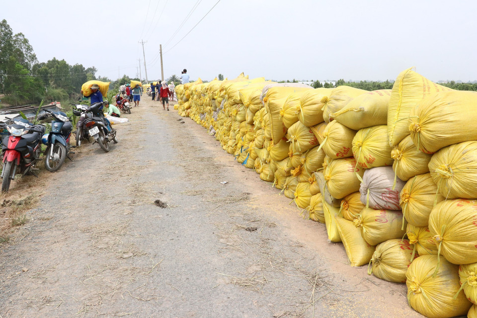 Nông dân xã Tân Mỹ, huyện Thanh Bình (Đồng Tháp) tập trung lúa thu hoạch bán cho thương lái. (Ảnh: TTXVN)