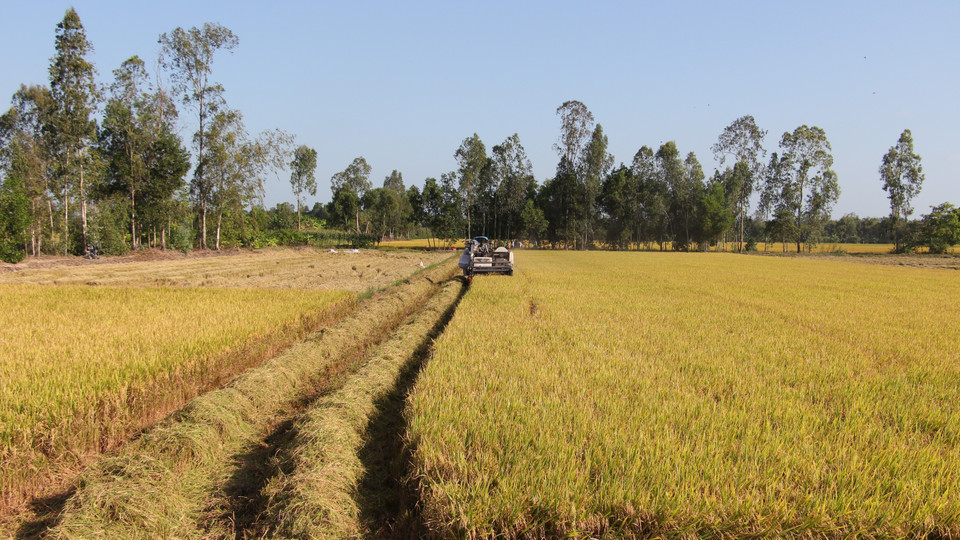Nông dân huyện Vị Thủy (Hậu Giang) thu hoạch lúa Đông Xuân 2019-2020, năng suất trung bình đạt gần 7,5 tấn/ha. (Ảnh: TTXVN)