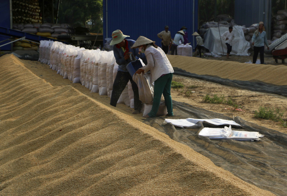 Lúa Đông Xuân cuối vụ được thu mua với giá cao tập trung tại huyện Vị Thủy, tỉnh Hậu Giang. (Ảnh: TTXVN)