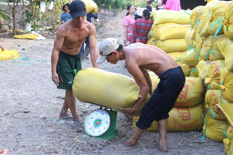 Nông dân xã Tân Mỹ, huyện Thanh Bình (Đồng Tháp) tập trung lúa thu hoạch bán cho thương lái. (Ảnh: TTXVN)