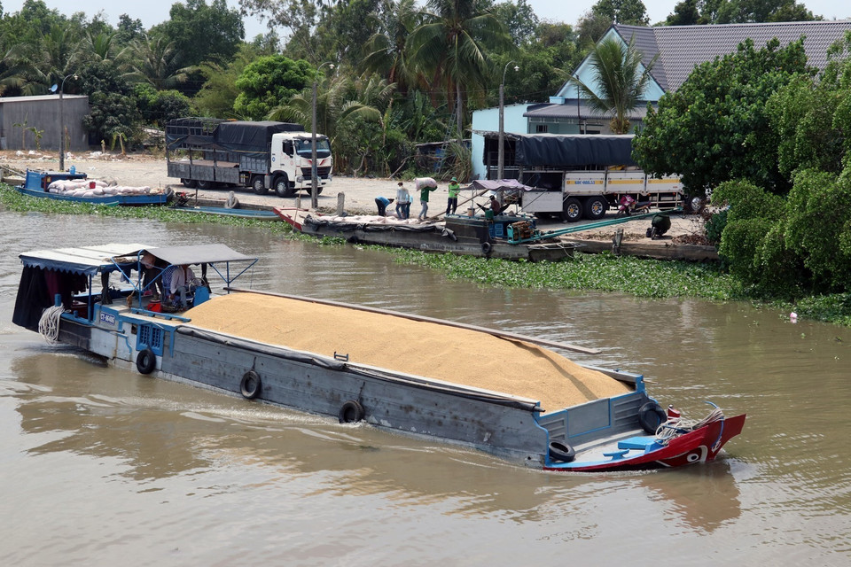 Thương lái thu mua lúa Đông Xuân ở xã Sơn Bình, huyện Hòn Đất (Kiên Giang). (Ảnh: TTXVN)