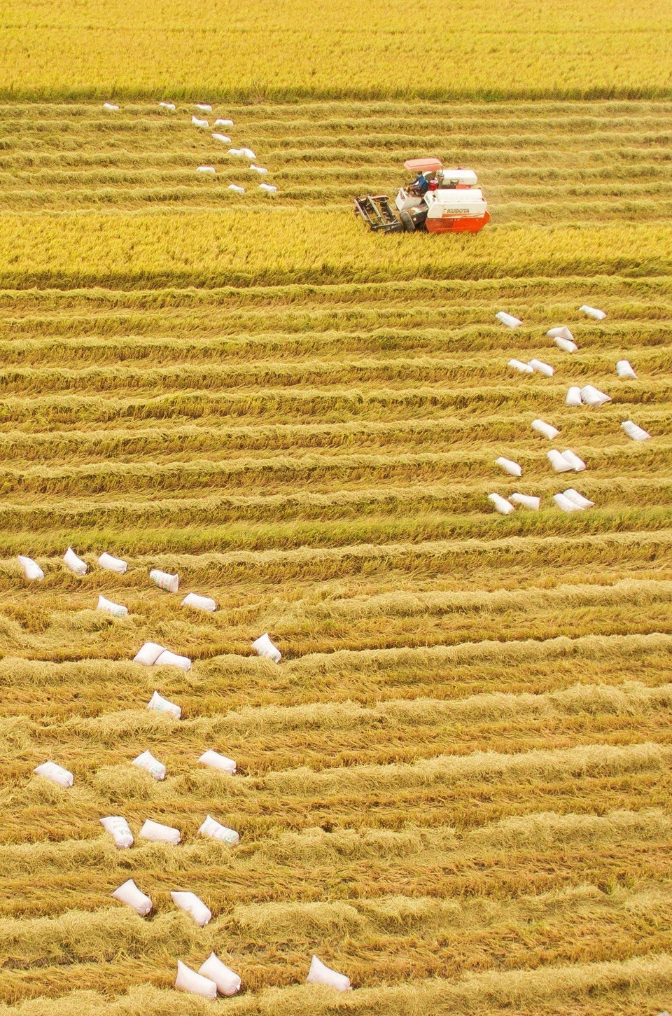 Nông dân huyện Vị Thủy (Hậu Giang) thu hoạch lúa Đông Xuân 2019-2020, năng suất trung bình đạt gần 7,5 tấn/ha. (Ảnh: TTXVN) 