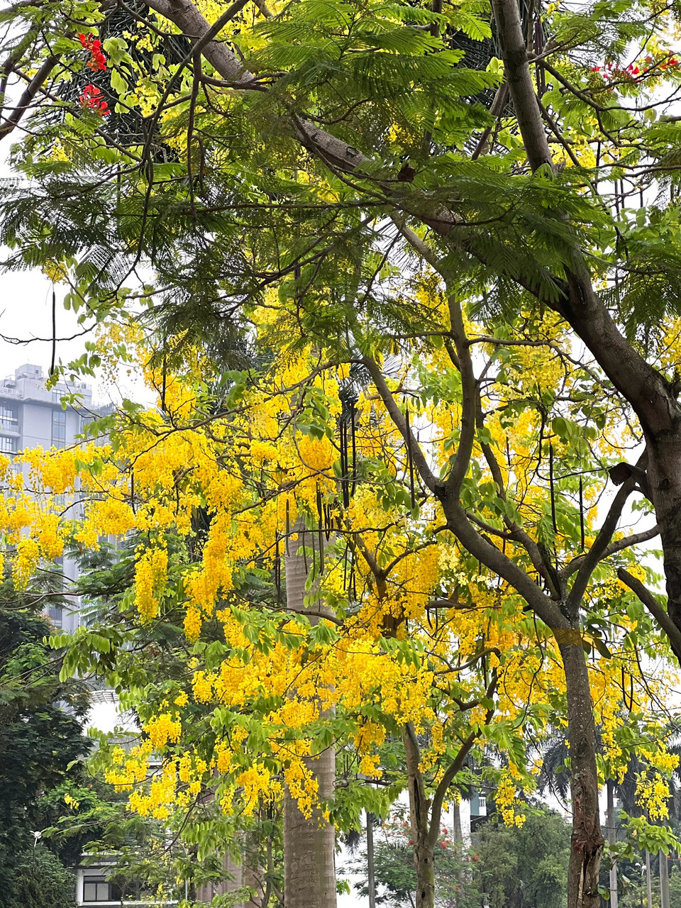 Chiều cao cây có thể cao trên 10m, có lá kép lông chim. (Ảnh: Trần Hương Sơn/Vietnam+)