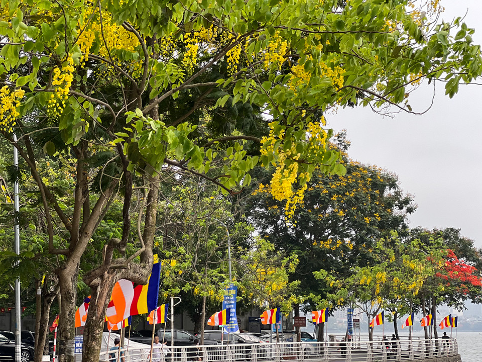 Những con đường ven Hồ Tây được nhuộm một màu vàng óng rực rỡ. (Ảnh: Trần Hương Sơn/Vietnam+)