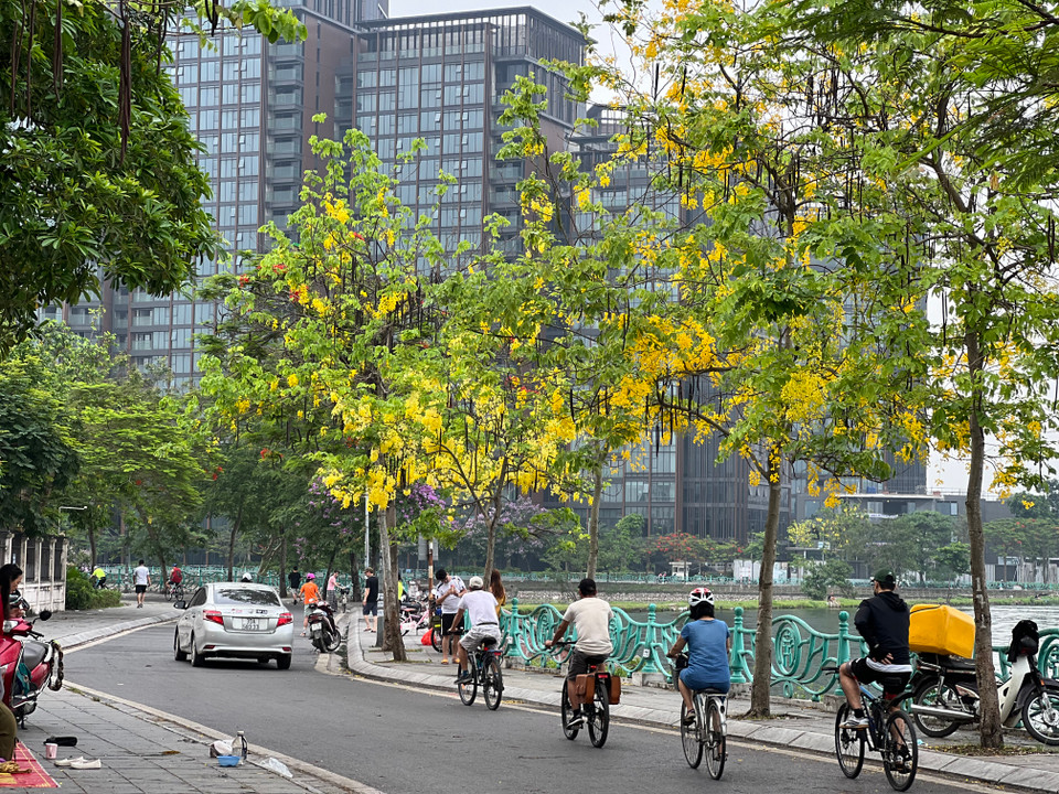 Những người dân đạp xe đạp, dạo chơi ven hồ cảm nhận được vẻ đẹp hoa muồng hoàng yến khi đi vòng quanh những con đường ven hồ. (Ảnh: Trần Hương Sơn/Vietnam+)