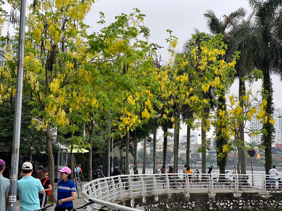 Tại hồ Tây, sắc vàng của hoa hoàng yến nở rộ, óng ả tạo khung cảnh đẹp và lãng mạn. (Ảnh: Trần Hương Sơn/Vietnam+)