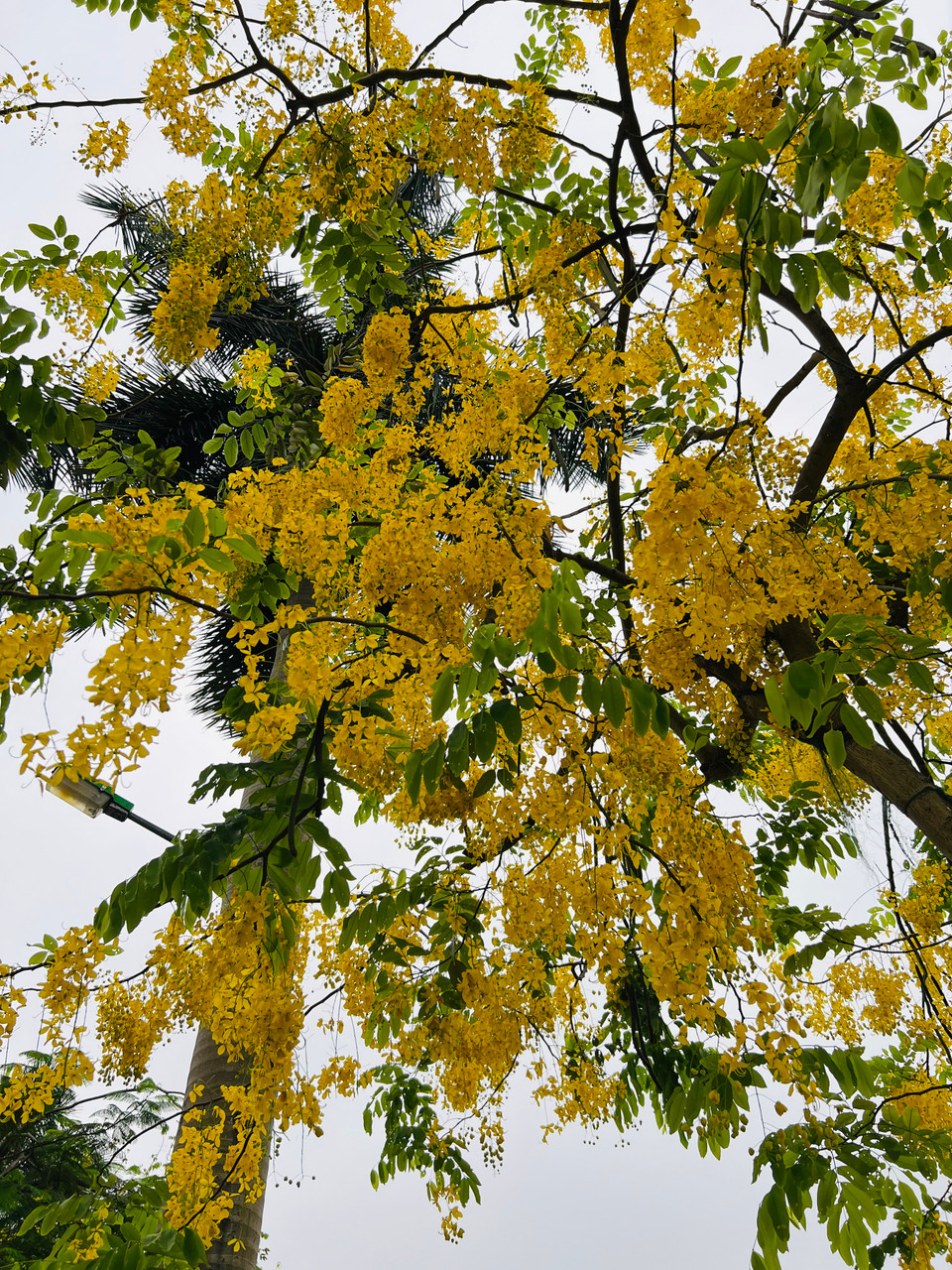 Hoa thường kết thành cụm lớn, dạng cành rủ xuống dài 20-40cm. (Ảnh: Trần Hương Sơn/Vietnam+)