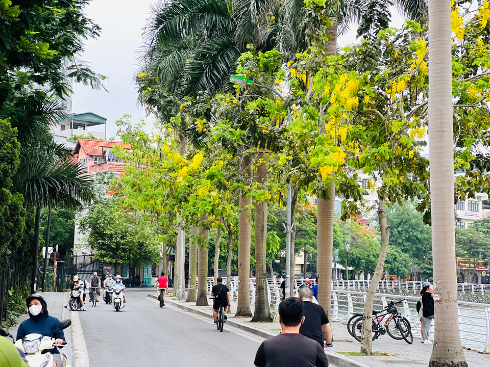 Mùa hoa muồng hoàng yến kéo dài từ tháng 5 đến tháng 7. (Ảnh: Trần Hương Sơn/Vietnam+)