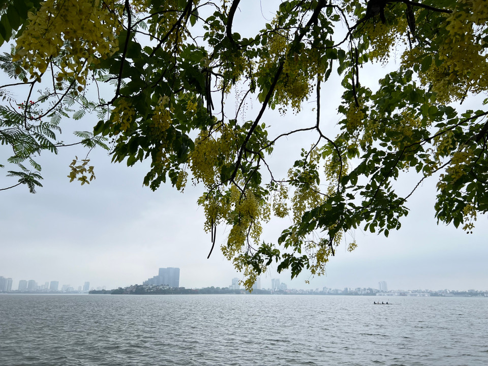 Từng chùm muồng hoàng yến vàng rực đua nở, khoe sắc tạo nên khung cảnh lãng mạn, nên thơ ở Hồ Tây. (Ảnh: Trần Hương Sơn/Vietnam+)