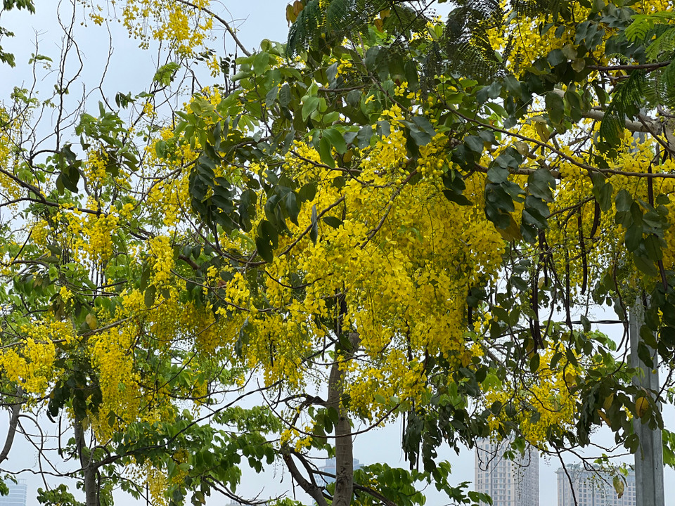 Sắc vàng của hoa muồng hoàng yến đang nở rộ, khiến khung cảnh Hồ Tây rực vàng và lãng mạn. (Ảnh: Trần Hương Sơn/Vietnam+)