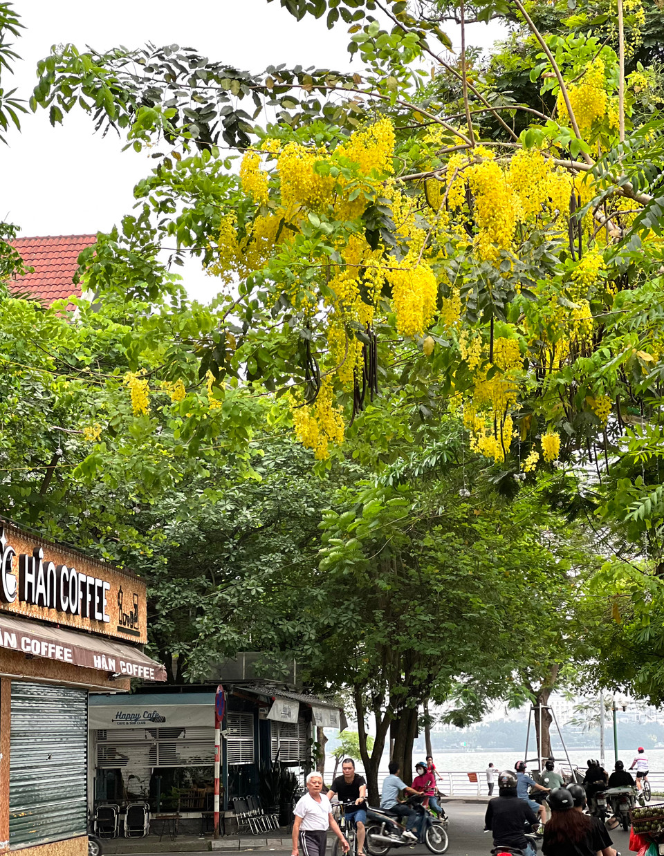 Hoa muồng hoàng yến không chỉ đẹp quý phái mà còn có mùi hương thơm dịu nhẹ và thư thái.. (Ảnh: Trần Hương Sơn/Vietnam+)