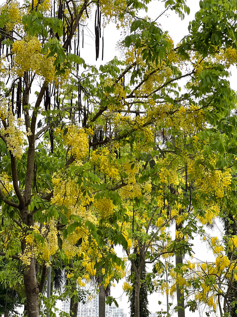 Muồng hoàng yến còn có tên là muồng hoàng hậu, hoa lồng đèn, bò cạp nước, bò cạp vàng… (Ảnh: Trần Hương Sơn/Vietnam+)