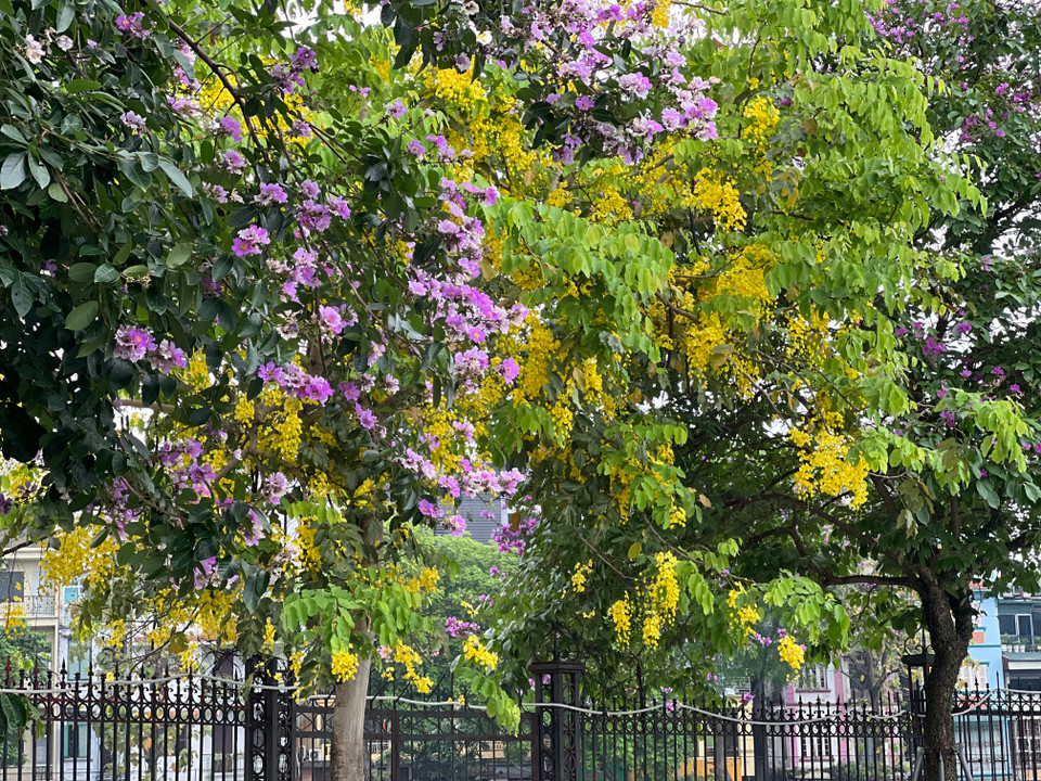 Sắc vàng của hoa muồng hoàng yến xen kẽ sắc tím bằng lăng càng khiến cho khung cảnh trở nên lãng mạn. (Ảnh: Trần Hương Sơn/Vietnam+)