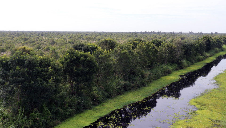 Rừng tràm Vườn quốc gia U Minh Thượng (Kiên Giang) đang giai đoạn cao điểm mùa khô 2022. (Ảnh: Lê Huy Hải/TTXVN)