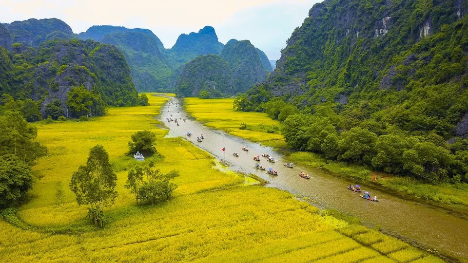 Từ giữa tháng 5, những cánh đồng lúa ở Tam Cốc (huyện Hoa Lư, tỉnh Ninh Bình) bắt đầu chín rộ, là thời điểm khu du lịch nổi tiếng này đẹp nhất trong năm, thu hút nhiều du khách đến tham quan. (Ảnh: Minh Đức/TTXVN)