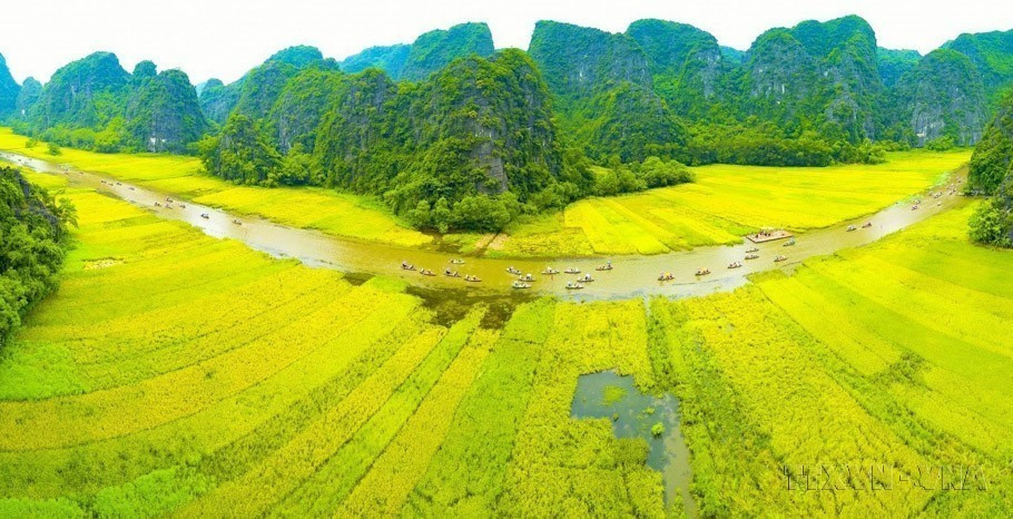 Dòng Ngô Đồng vàng rực đón du khách trong và ngoài nước về tham quan Tam Cốc-Bích Động (thuộc quần thể danh thắng Tràng An). (Ảnh: Minh Đức/TTXVN)