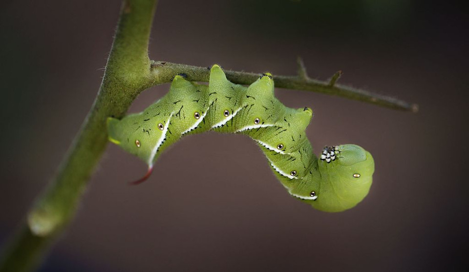 Sâu cà chua. (Nguồn: NatGeo)