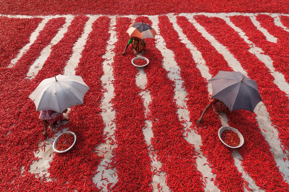 Nông dân Bangladesh thu hoạch, phân loại ớt dưới trời nóng bức. (Nguồn: NatGeo)