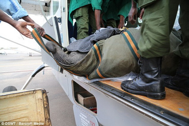 Roi được chuyển tới Vườn Quốc gia Nairobi. (Nguồn: Barcroft Media)