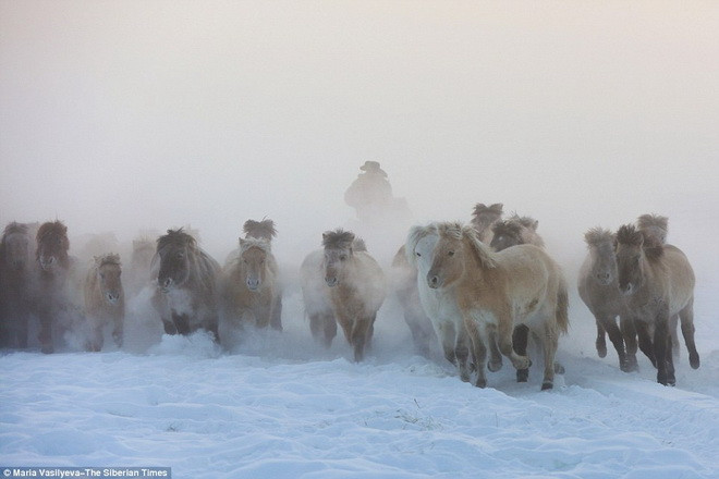 Loài ngựa Yakut có lớp lông dày và dài. (Nguồn: The Siberian Times)