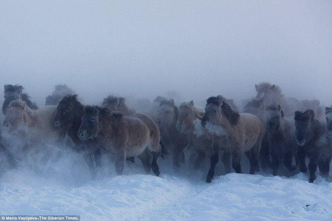 Loài ngựa Yakut có thể chịu được thời tiết lạnh giá mà không cần bất cứ biện pháp giữ ấm nào. (Nguồn: The Siberian Times)