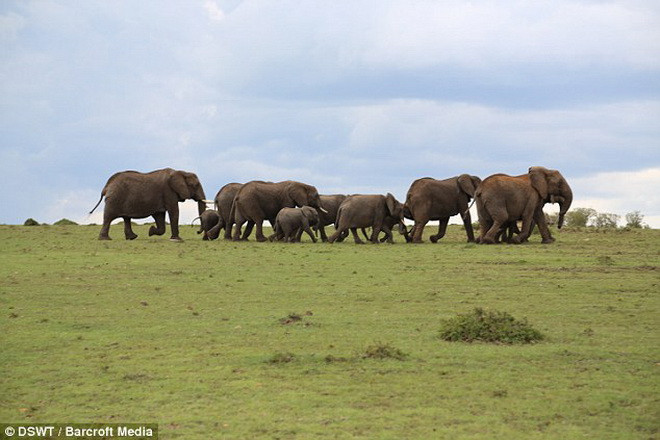 Chú voi con 10 tháng tuổi đã buộc phải gia nhập một đàn voi khác. (Nguồn: Barcroft Media)